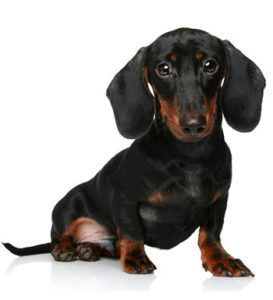 Dachshund Miniatura